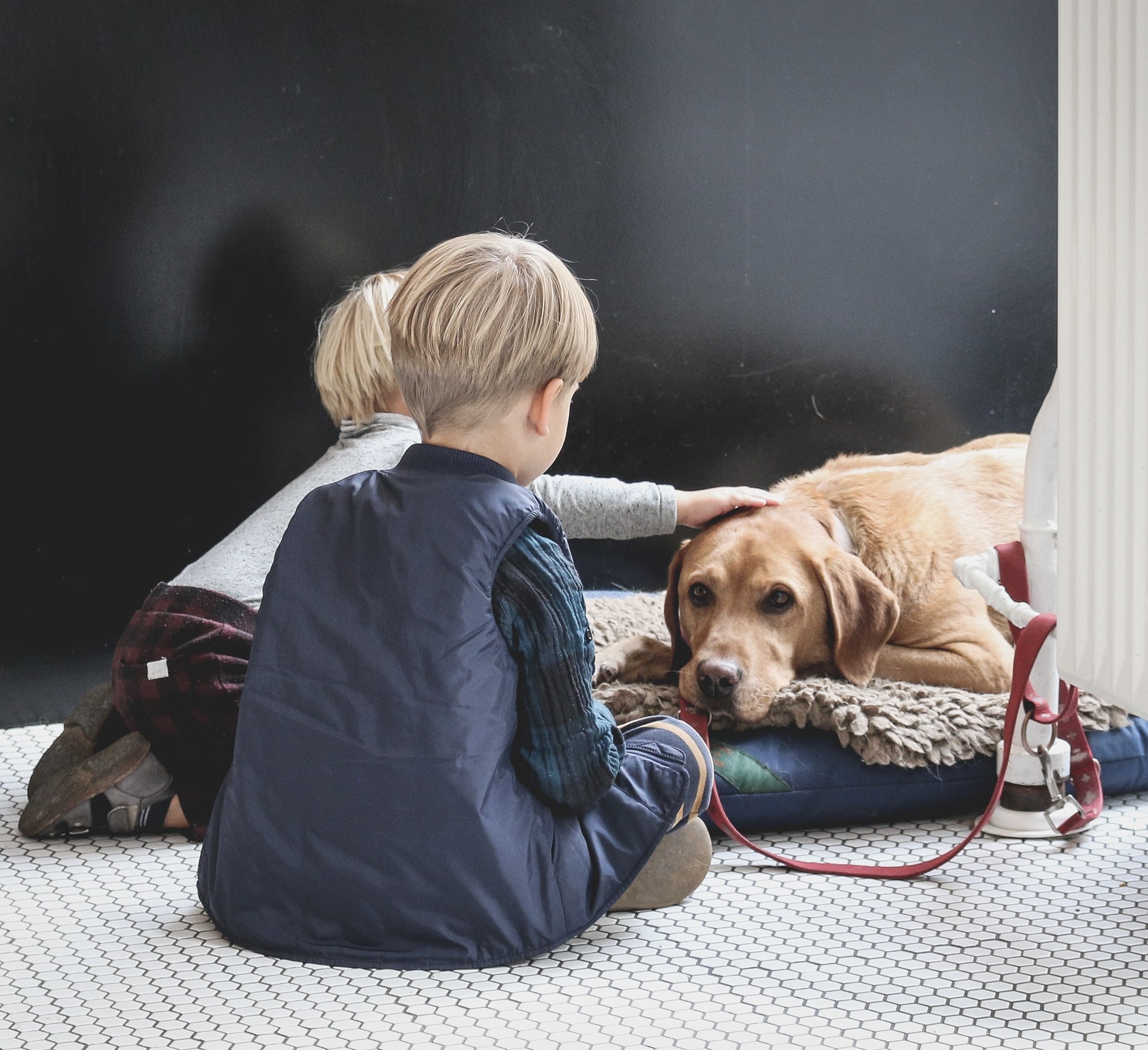 Best pet shop for adhd kid