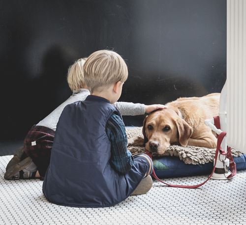 Dogs make socialising easier ADHD and autism